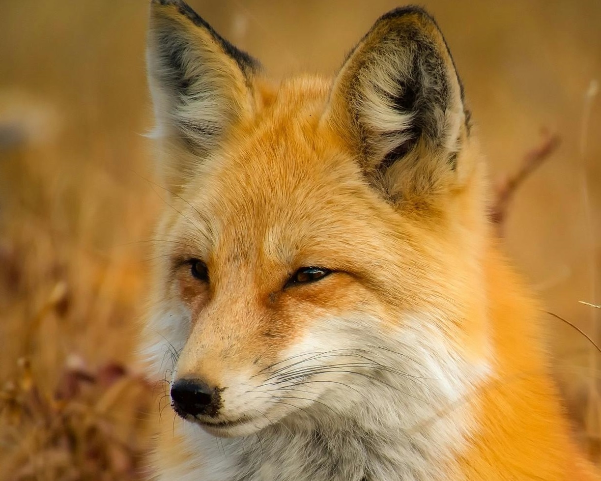 Renard roux